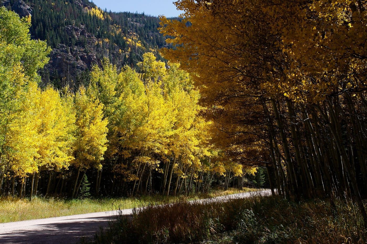 Golden aspens along Laramie River Road in the Roosevelt National Forest