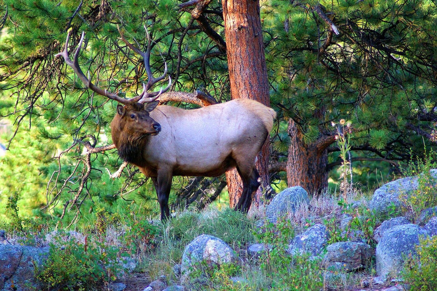 A bull elk among ponderosa pines in Moraine Park, Rocky Mountain National Park