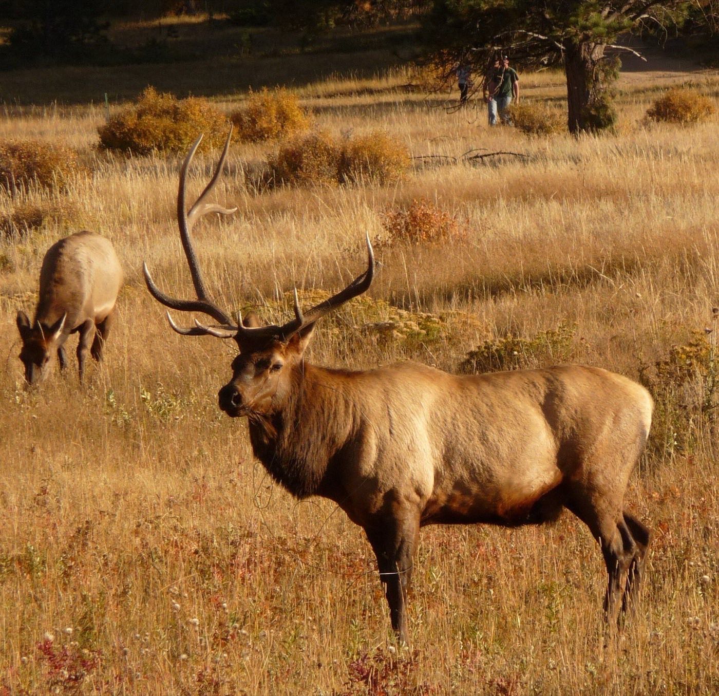 A bull elk in a golden Moraine Park meadow
