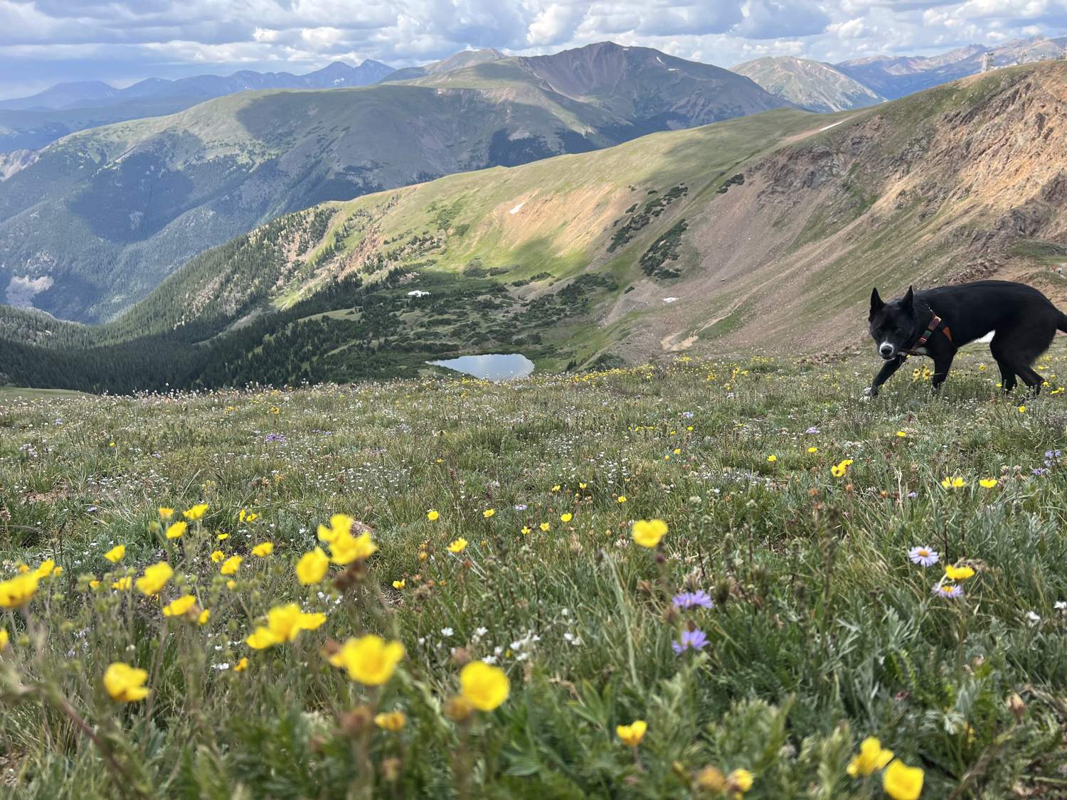 Berkeley the dog wading through a wildflower meadow above an alpine lake